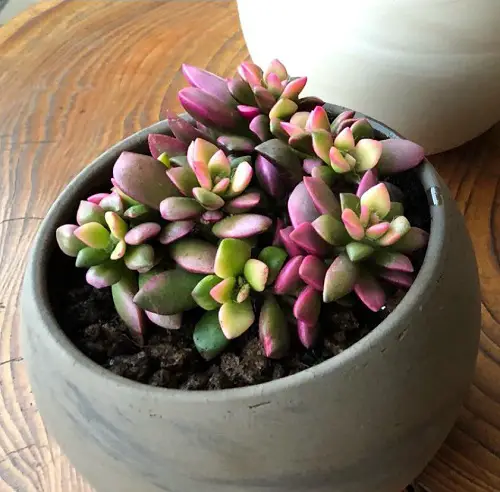 plants with purple and green leaves 3