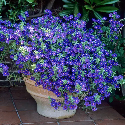 Blue Flower Names with Pictures