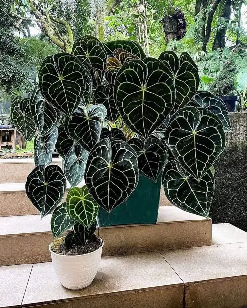 best Plants You Can Grow Indoors from Pups
