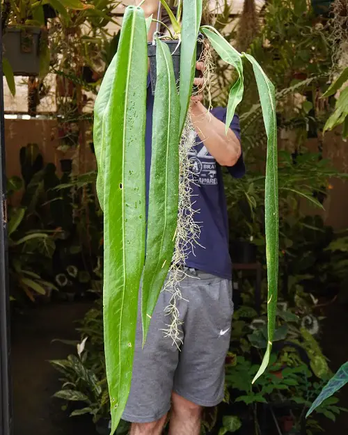 Anthurium Pallidiflorum Care