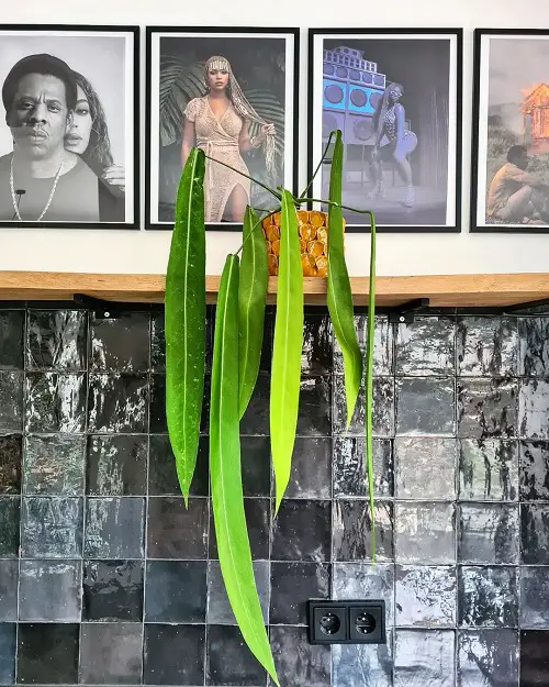 Anthurium Pallidiflorum Care and Information