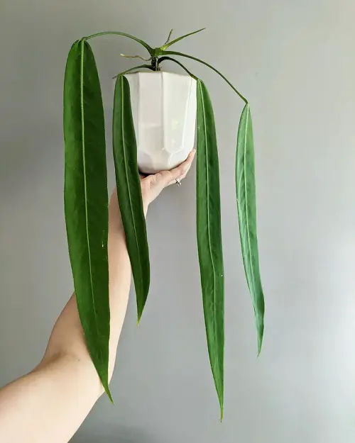 Anthurium Pallidiflorum Growing Information