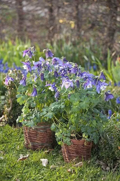 best Wonderful names for blue flowers in your yard 