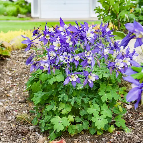 Shade-Growing Perennials that Bloom All Summer 8