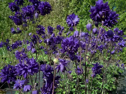 Blue Flower Names with Pictures in backyard