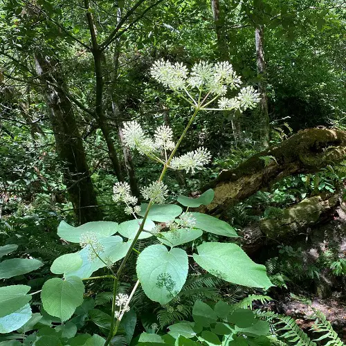 Plants to Grow Under Big Trees1