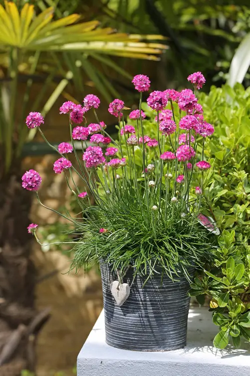 Flowers That Reappear Every Year 4