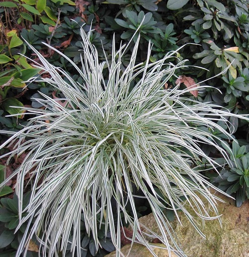 Decorative Grasses That Provide Shade 3