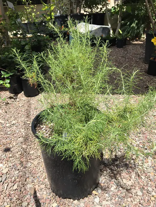 Common California Native Plants in garden