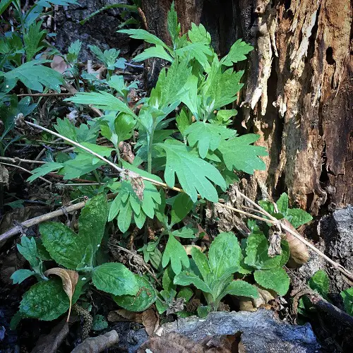 Growable Plants Beneath Large Trees