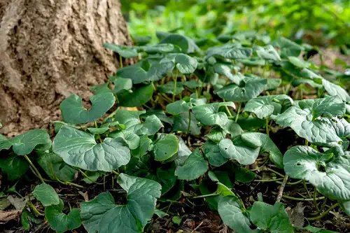 Plants to Grow Under Big Trees 4