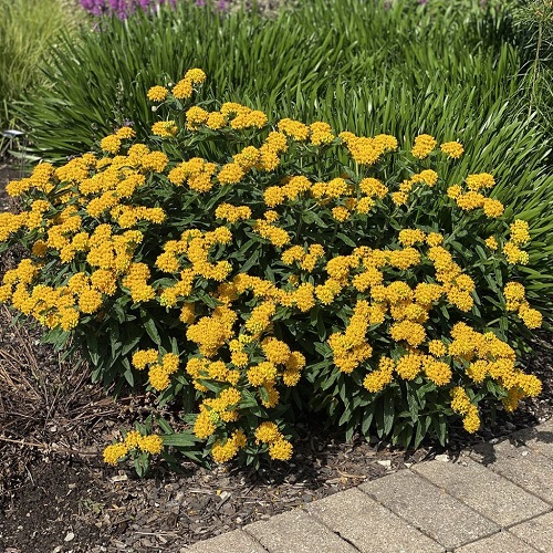 Plants Resistant to Drought 7