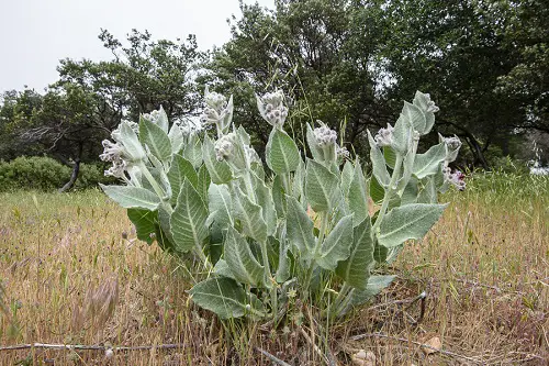 Common California Native Plants