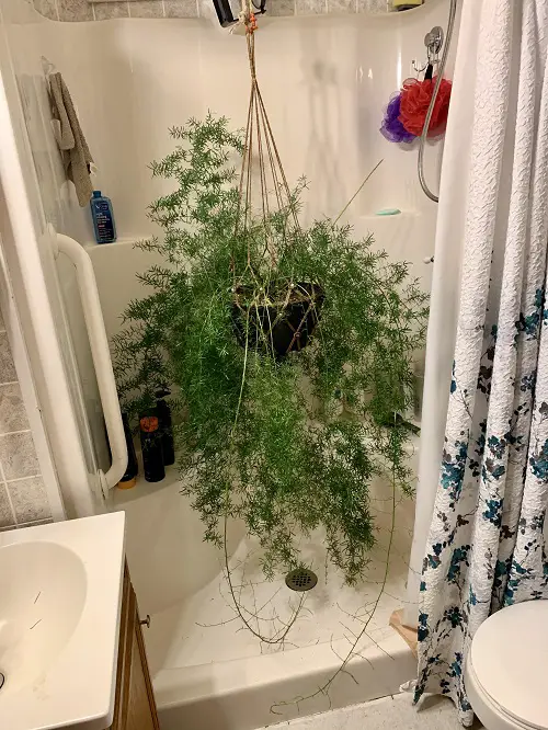 Best Shower fren Plants