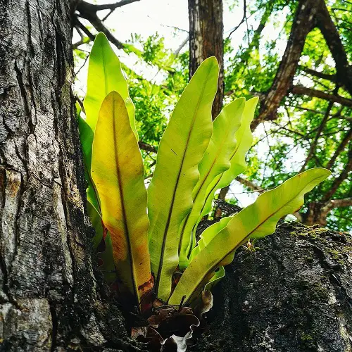 Growable Plants Beneath Large Trees5