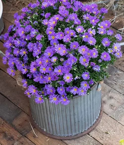 Blue Flower Names in blue pot