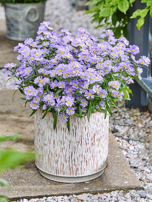 best Greek Blossoms for the Yard 