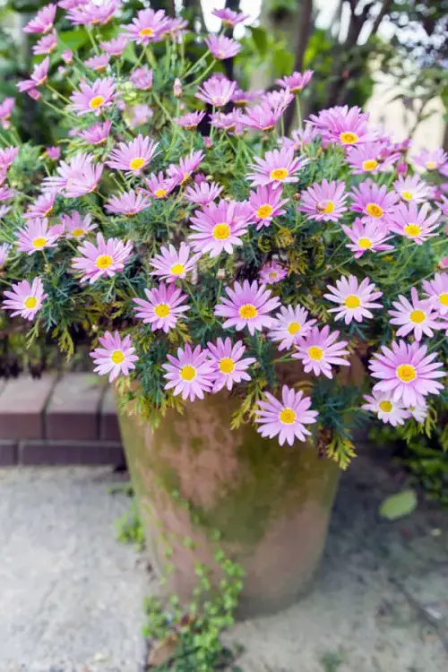 Blossoms that Reappear Each Year