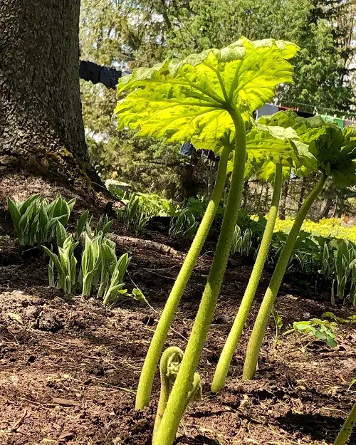 Plants to Grow Beneath Large Trees2