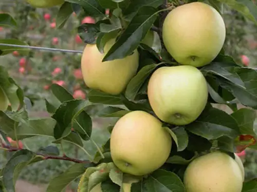 best Types of Green Apple Varieties 14