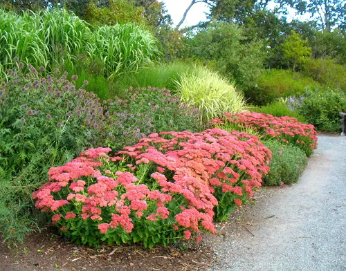 Requirements for Growing Autumn Joy Sedum