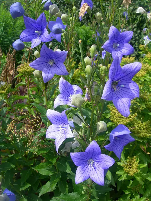 Flowers that Come Back Every Year 4