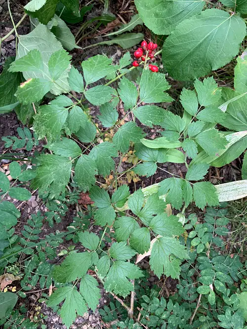 Outdoor Plants That Grow Without Sunlight in gardens