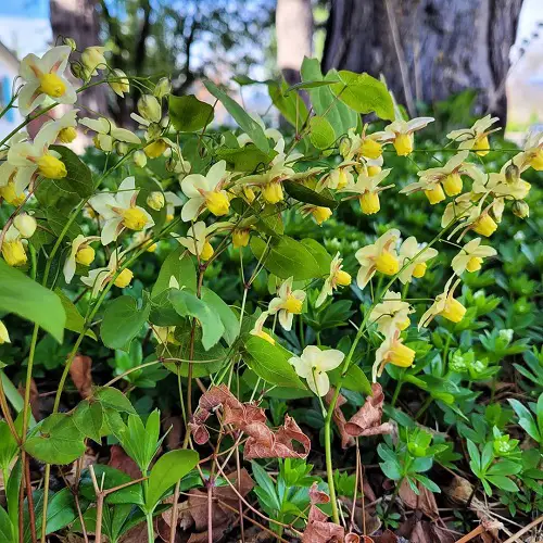 Growable Plants Beneath Large Trees4
