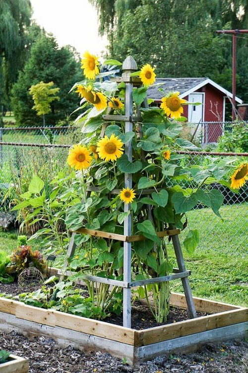 Best Sunflower Companion Vegetables