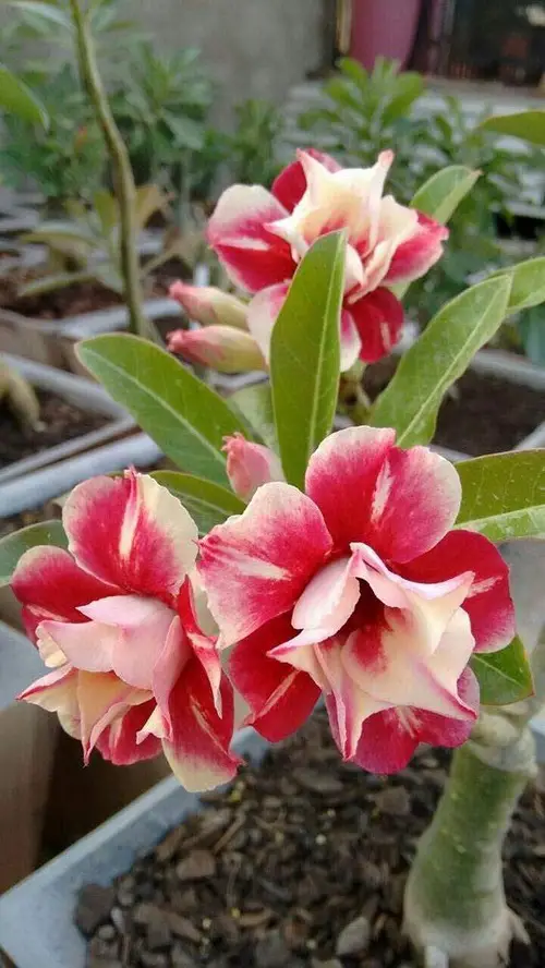 Stunning Types of Desert Rose Varieties