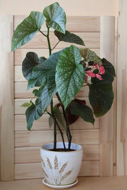 Requirements for Growing Begonia Lucerna