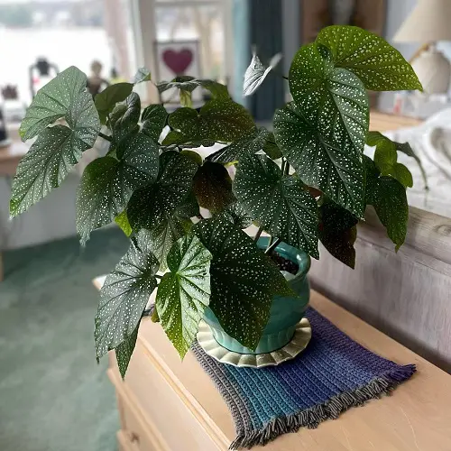 Begonia Lucerna Care and Growing Guide