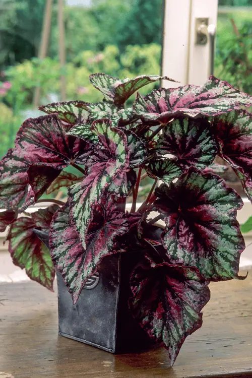 plants having green and purple leaves