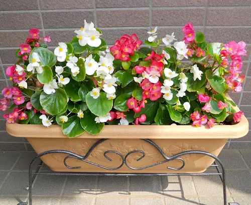 colourful Outdoor Plants That Grow Without Sunlight