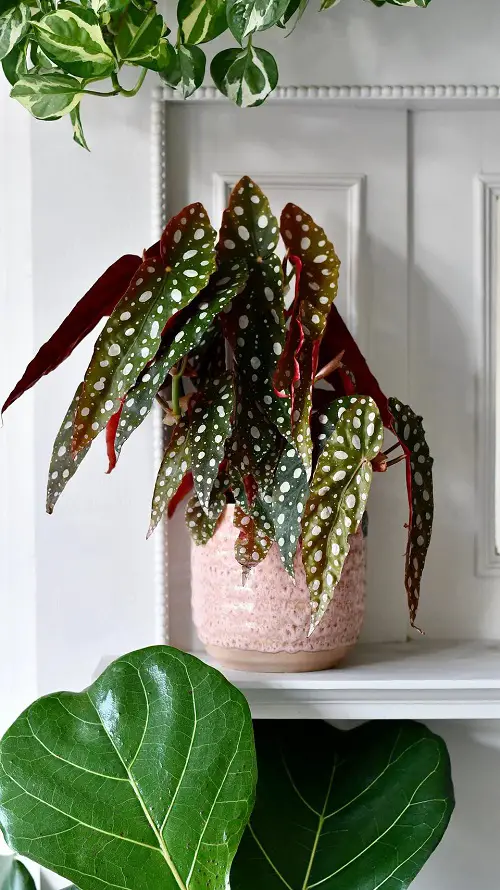Best Shower Plants in shlef