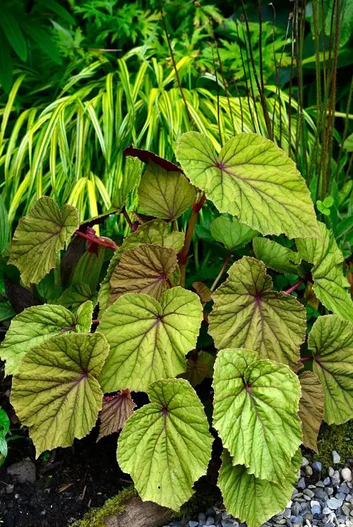 begonia Plants With Red Veins on leaf 