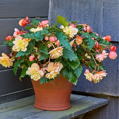 beautiful Plants Able to Resist Eggshells