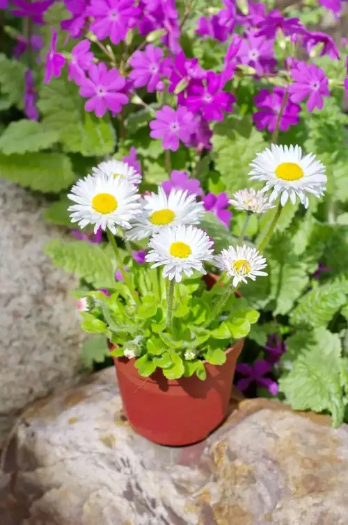 Beautiful Flowers that Represent Family in pot