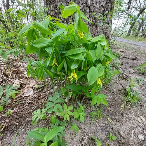 Growable Plants Beneath Large Trees