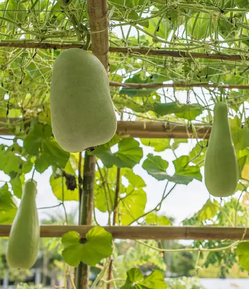 One Vegetable To Have Many in plant 