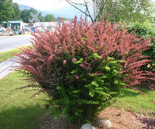 Evergreen Shrubs That Require Little Maintenance