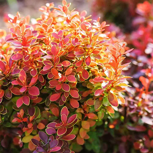 Red-leafed plant cultivars 