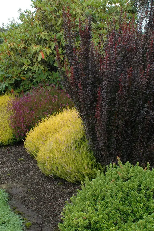 Beautiful Trees With Purple Leaves in garden