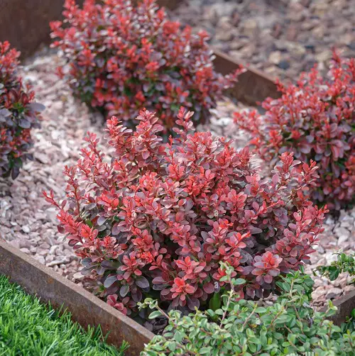 Plant Varieties with Red Leaves 