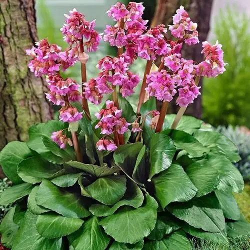 Growable Plants Beneath Large Trees6