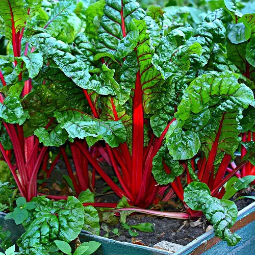 Swiss Chard plant with red vein