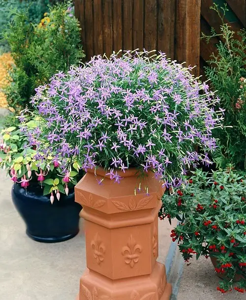 Blue Flower Names with Pictures