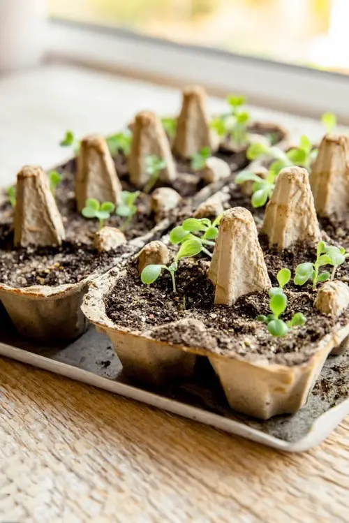 Biodegradable Pots