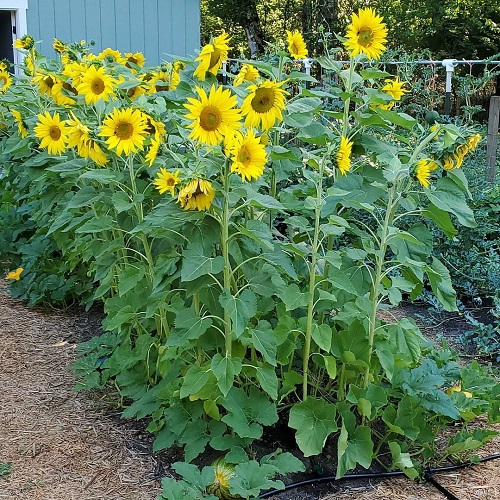 sunflower Best Strawberry Companion Plants