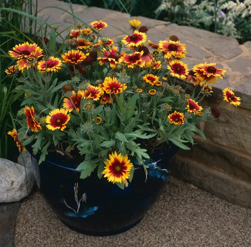 Summer Blooming Perennial Flowers